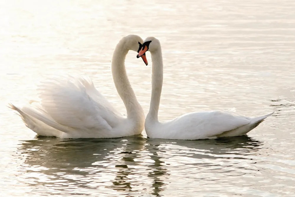 Swans