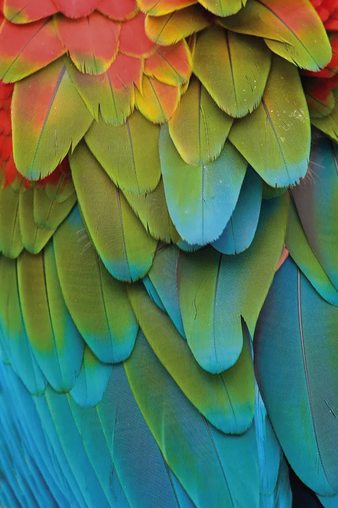 Feathers