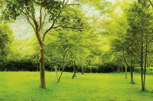 Park