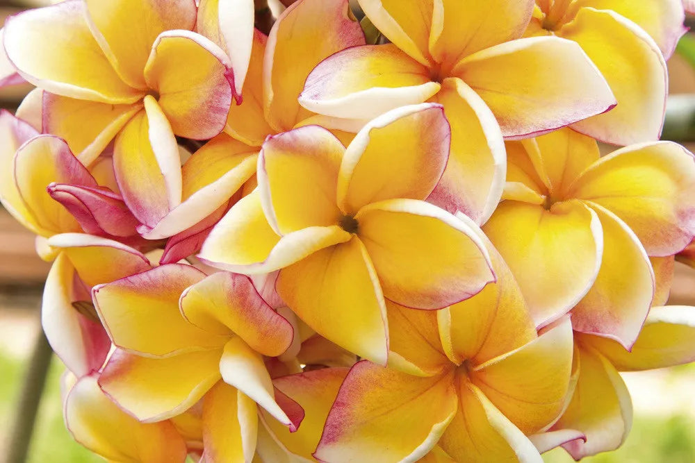 Plumeria