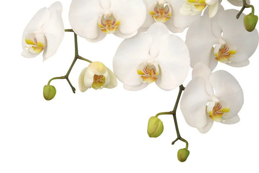 White Orchid