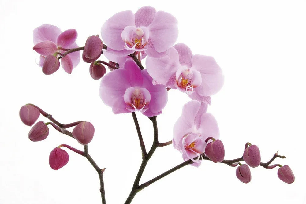 Orchid