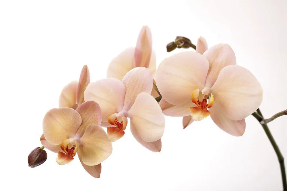 Orchid