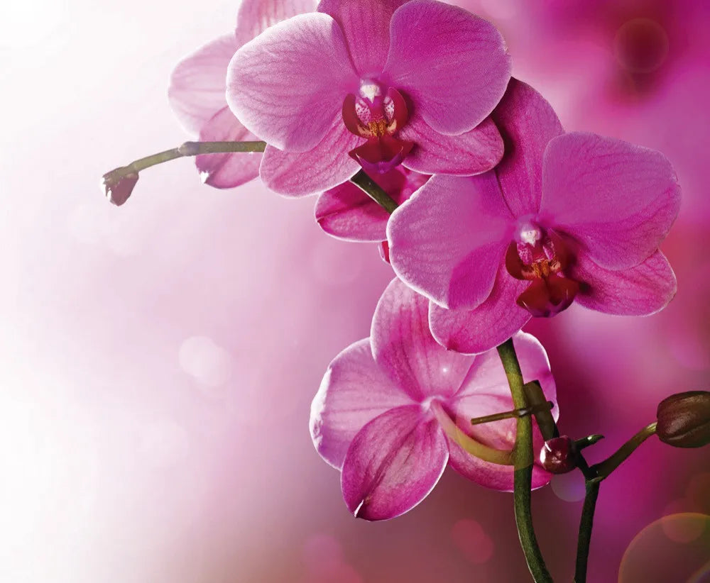 Orchid