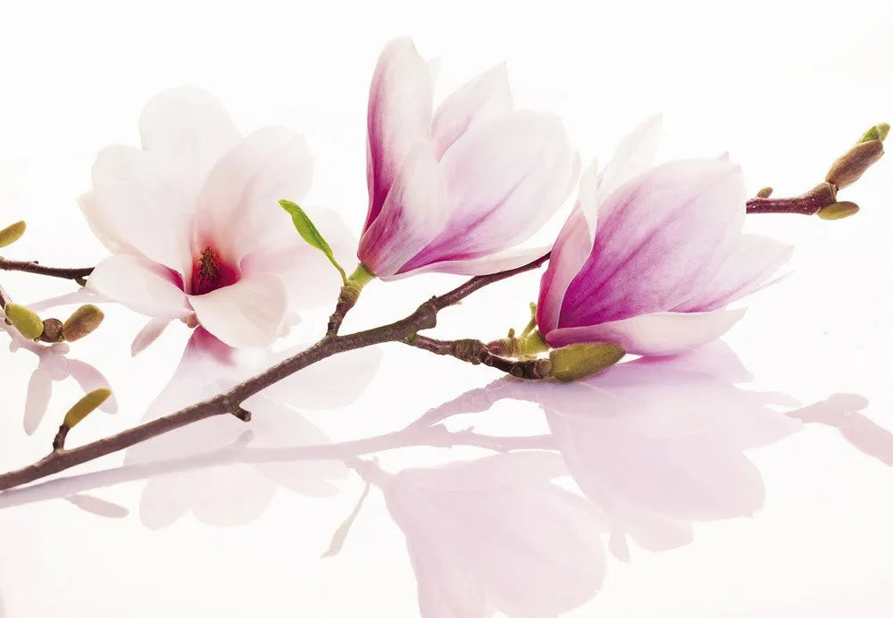 Magnolia
