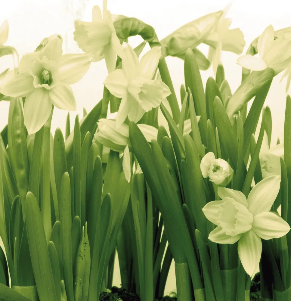 Narcissuses