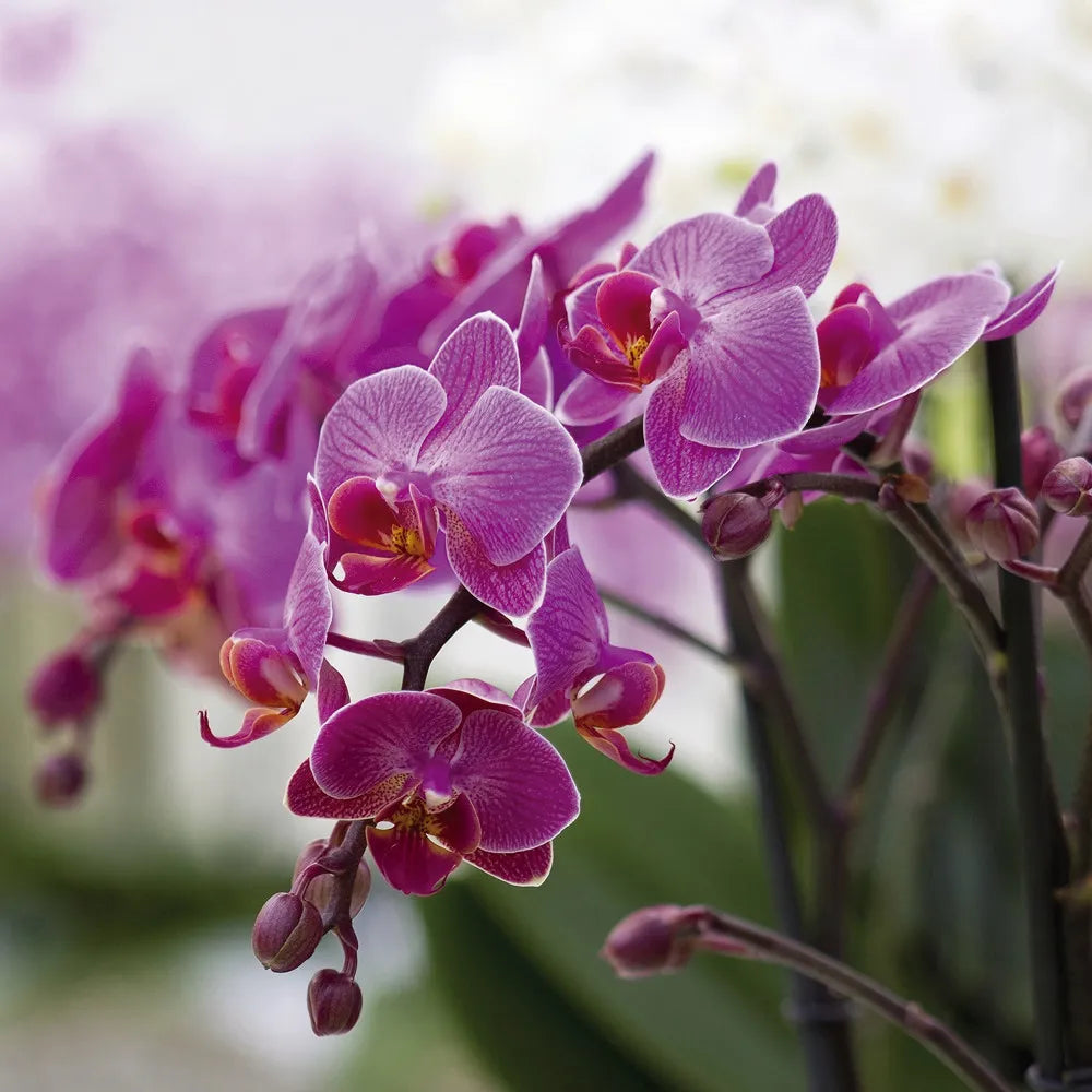 Orchid