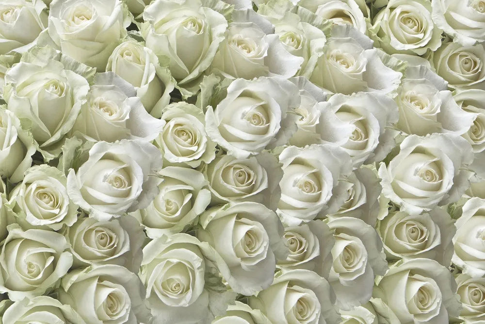 White Roses