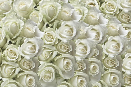 White Roses