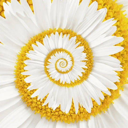Spiral