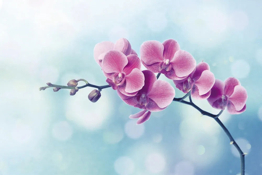 Orchid