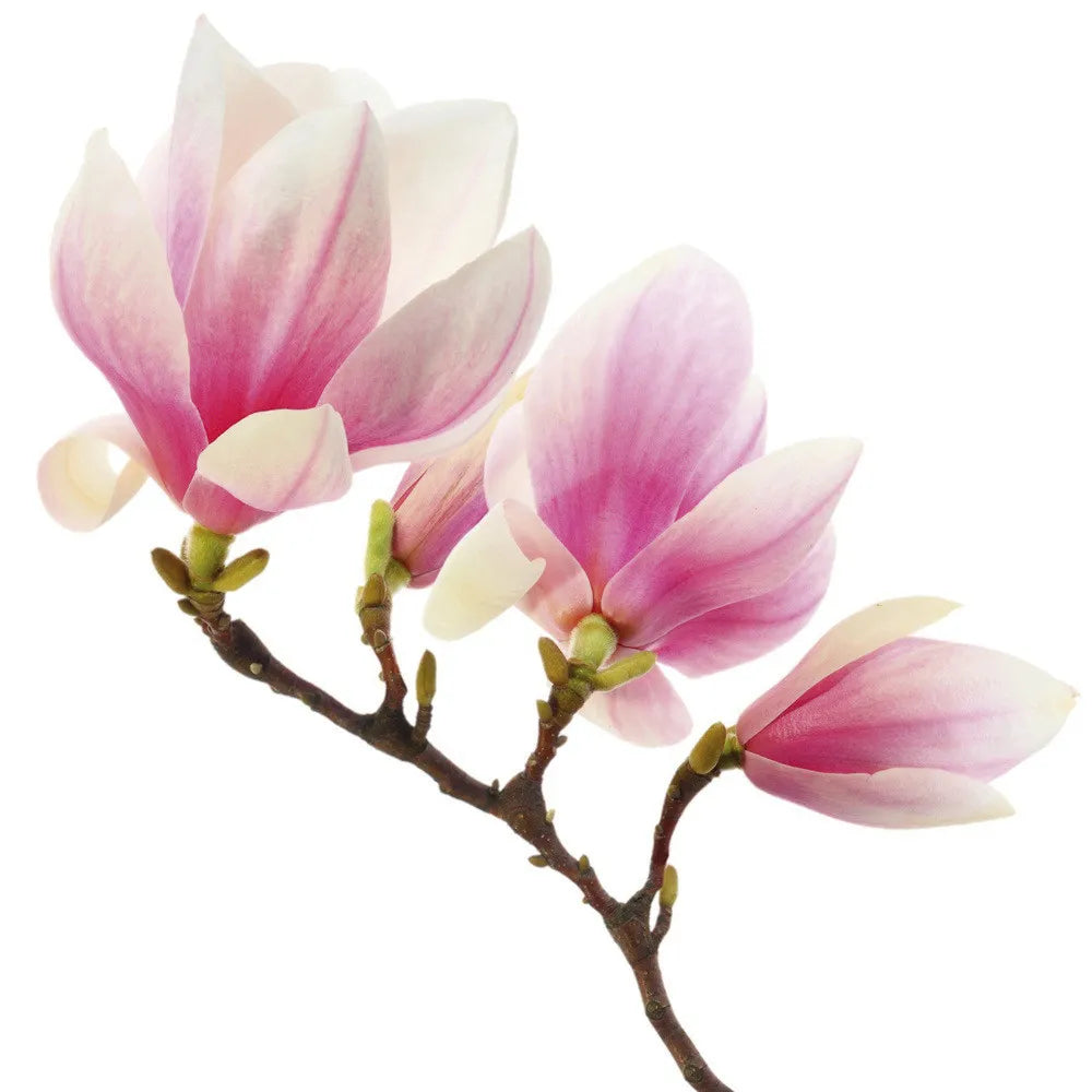 Magnolia