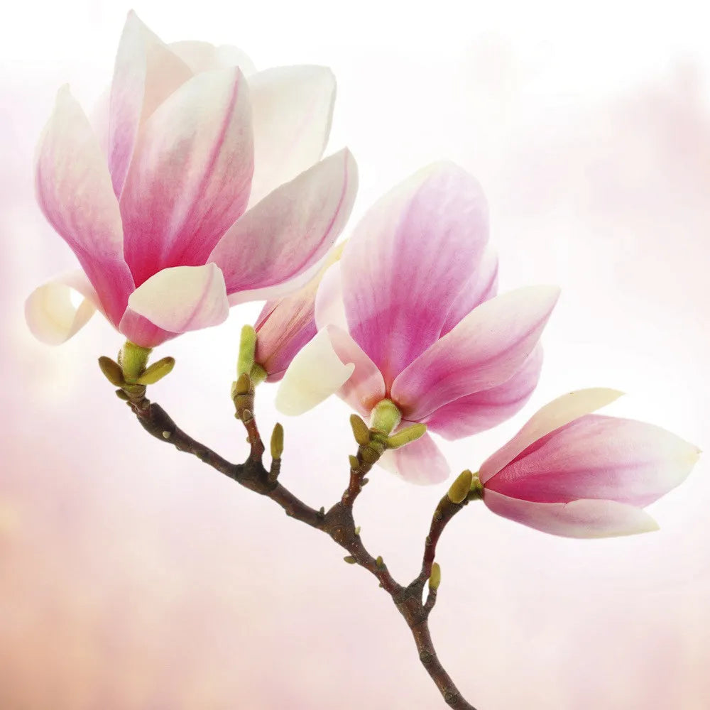 Magnolia