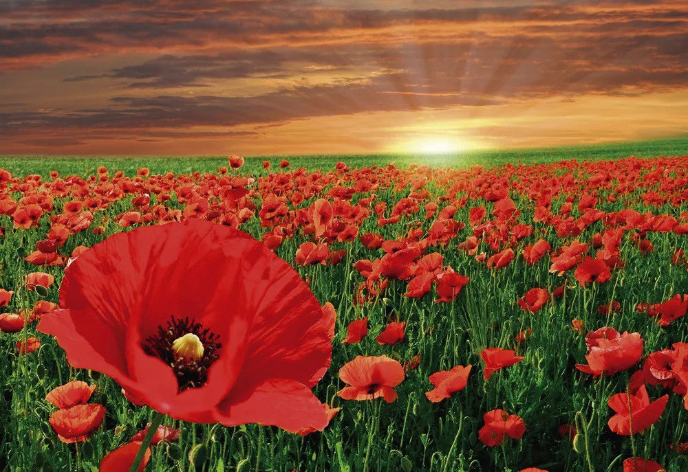 Field of poppies