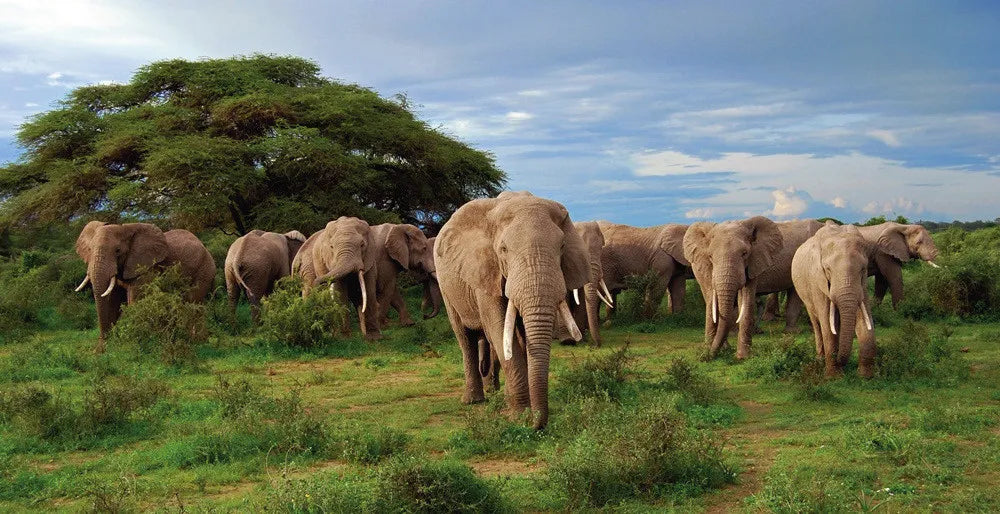 Elephant