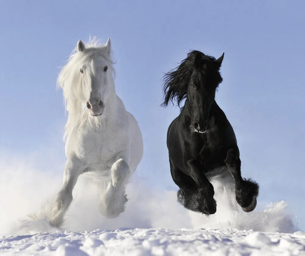 Horses