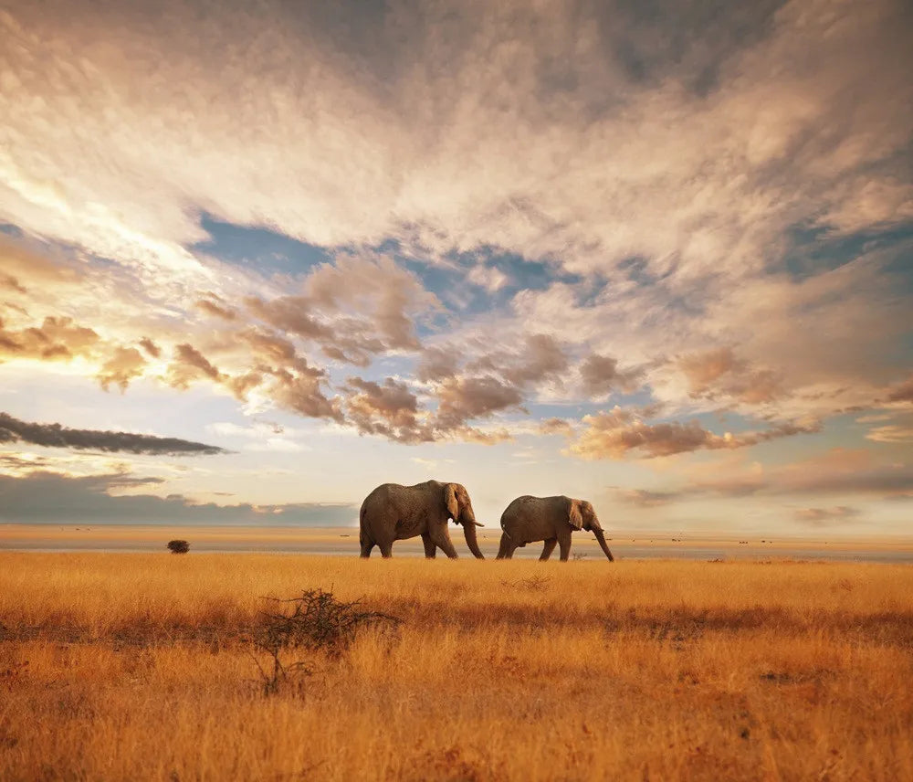Elephant