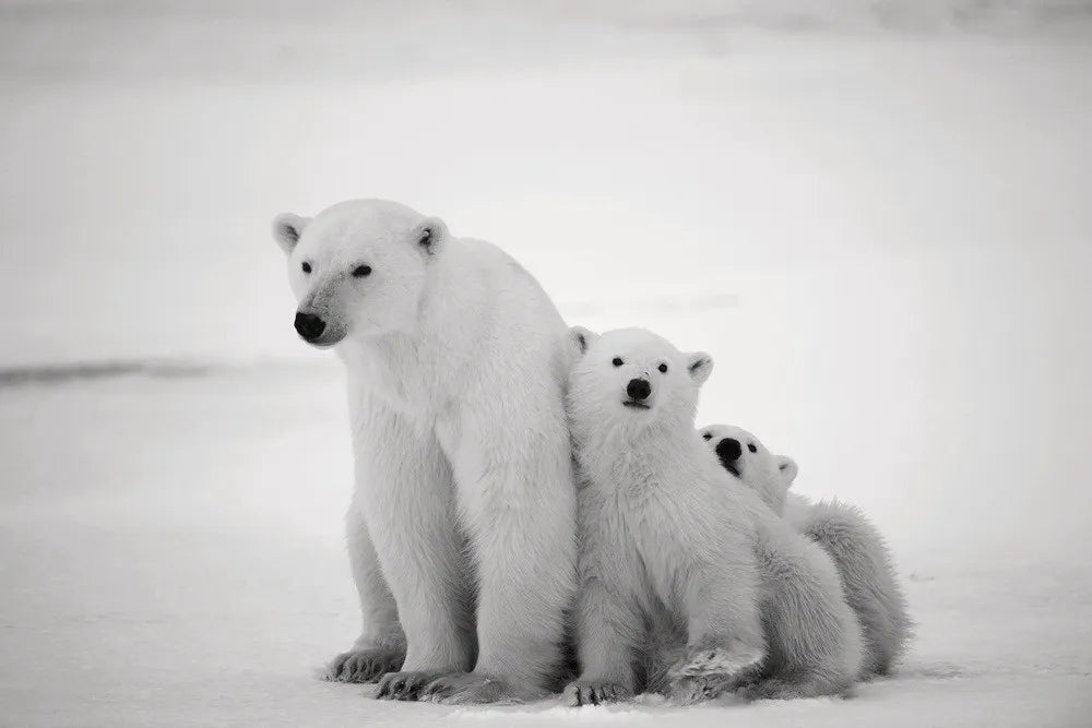 Bears