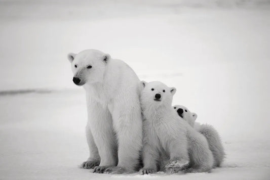 Bears