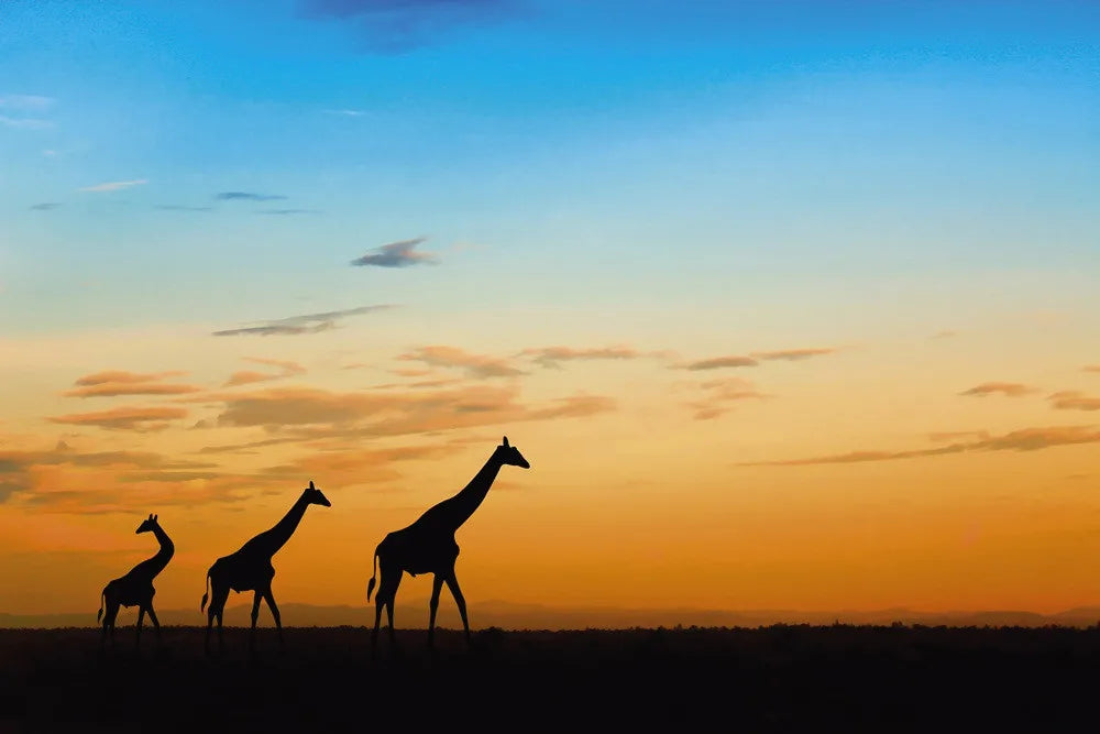 Giraffes