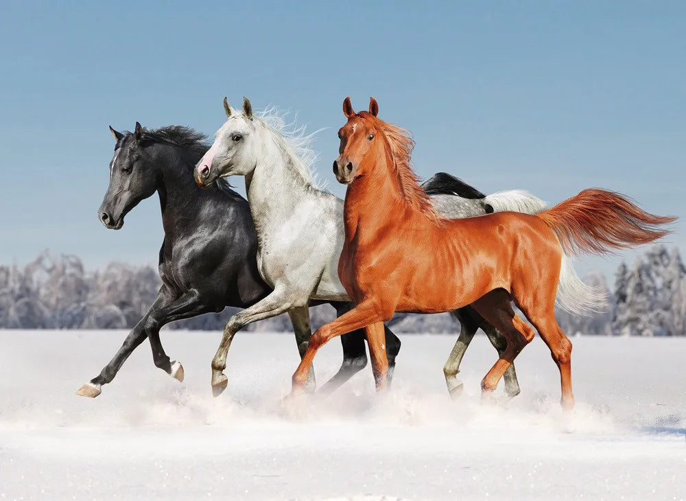 Horses