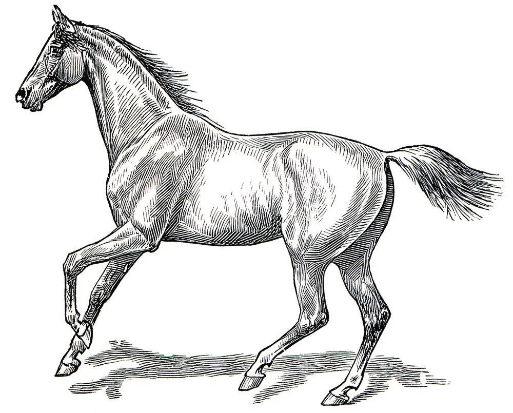 Horse