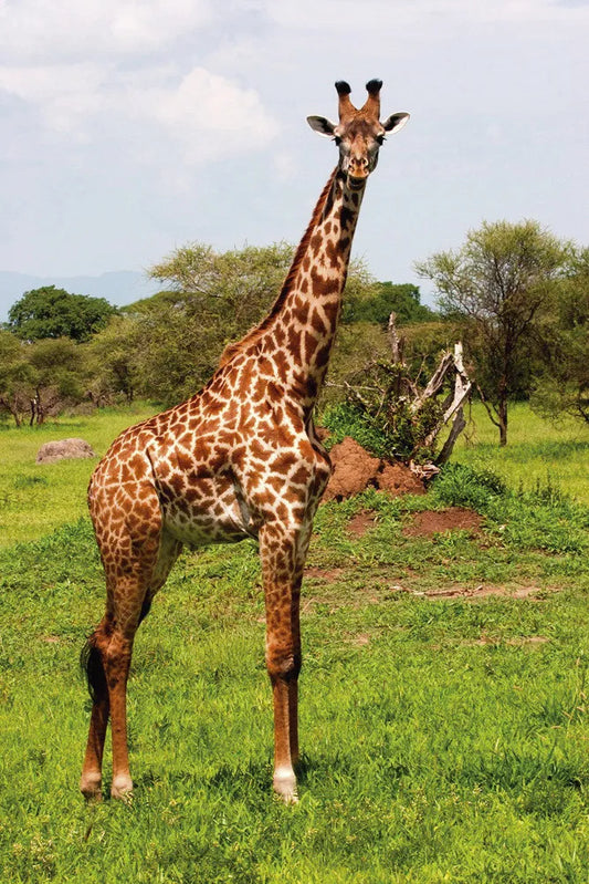 Giraffe