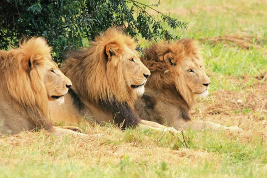 Lions