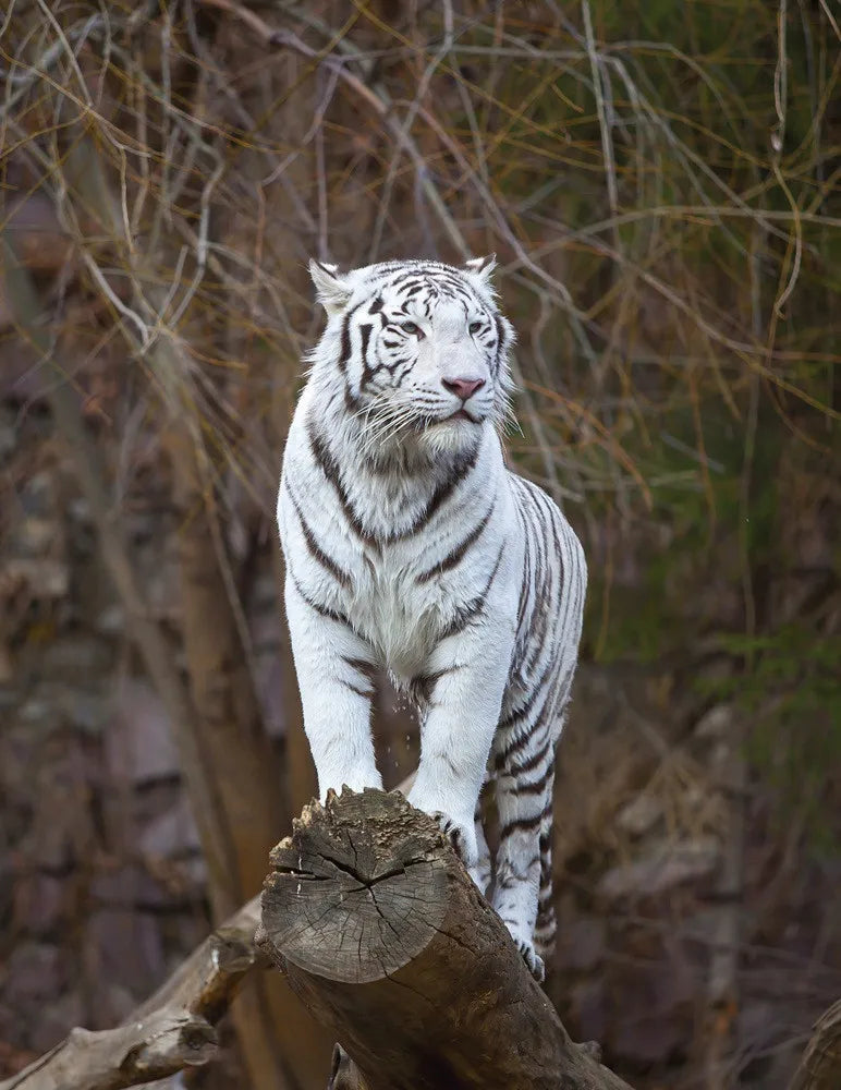 White tiger