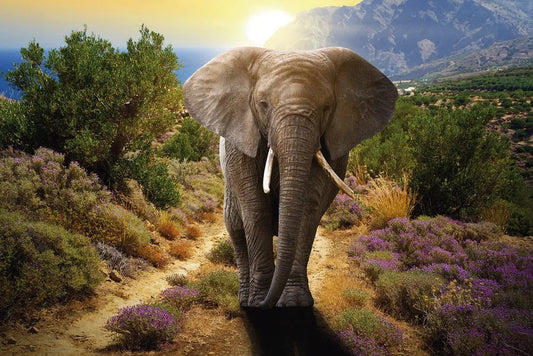 Elephant