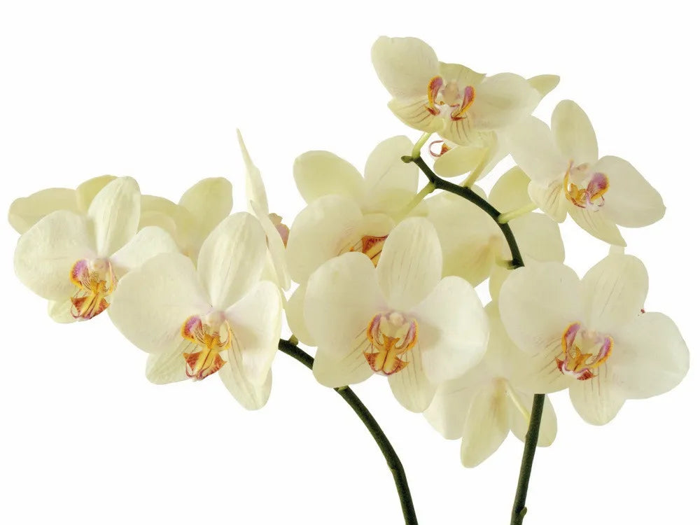 White Orchid