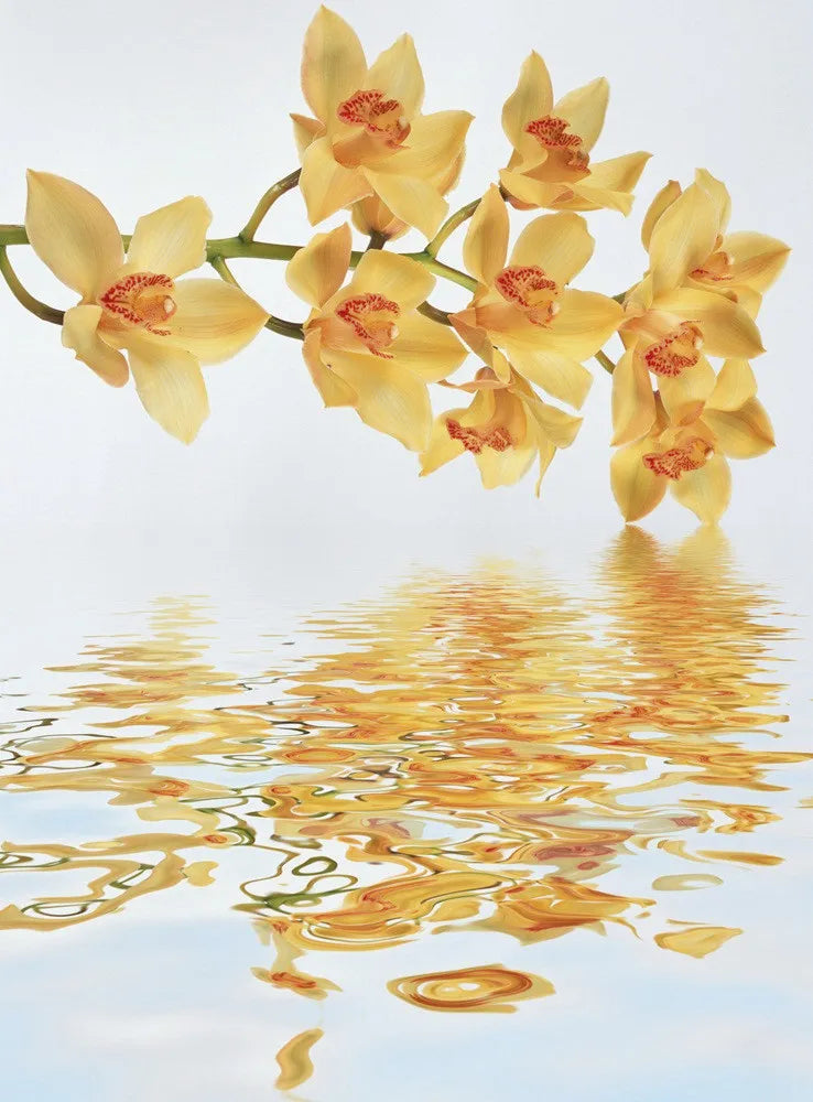 Orchid in the water