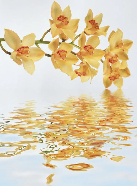 Orchid in the water