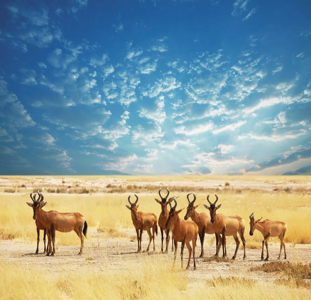 Africa