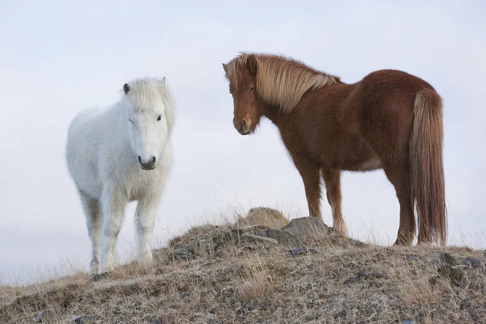 Horses