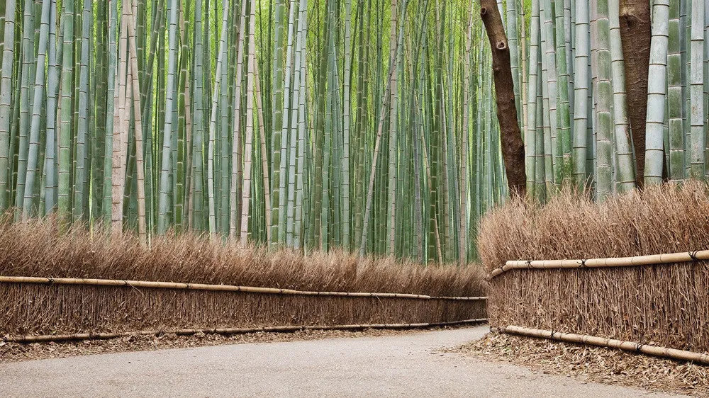 Bamboo forest