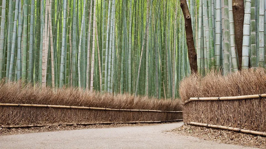 Bamboo forest