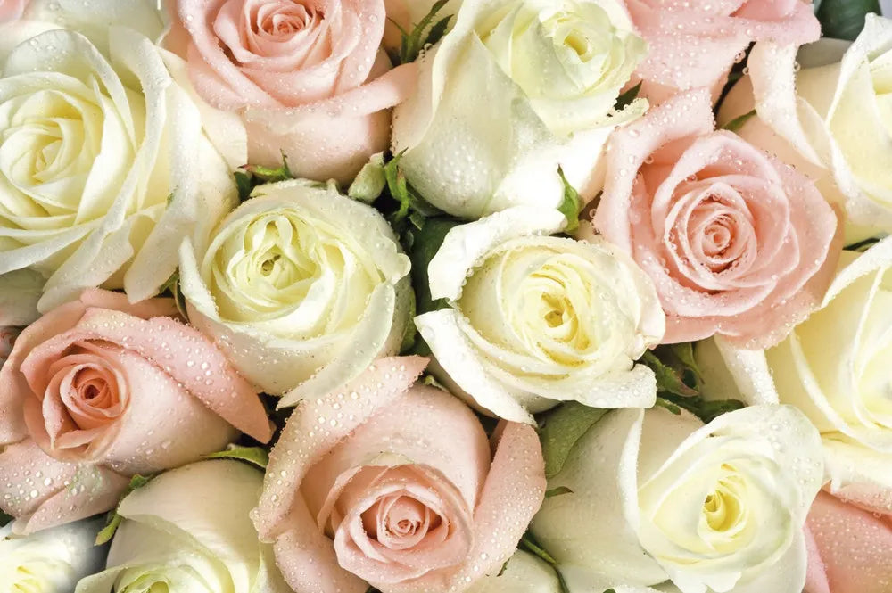 Roses