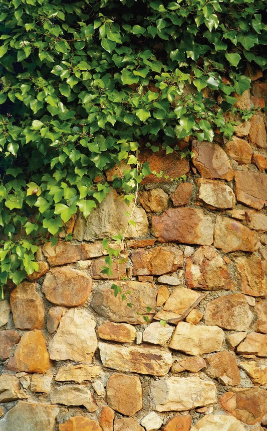 Ivy