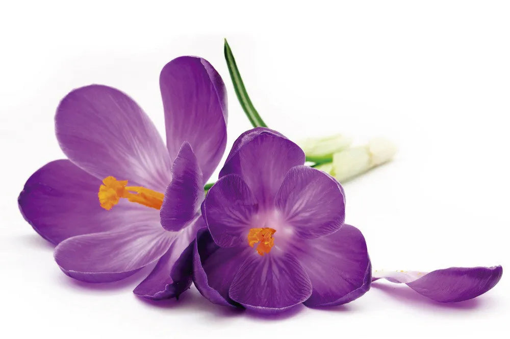 Crocus