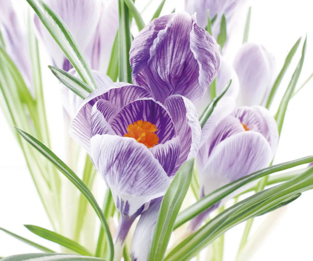 Crocus