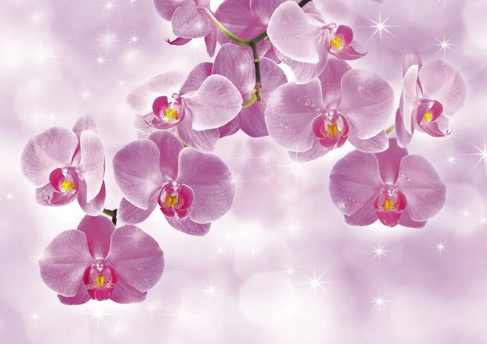 Orchid