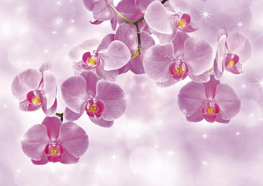 Orchid