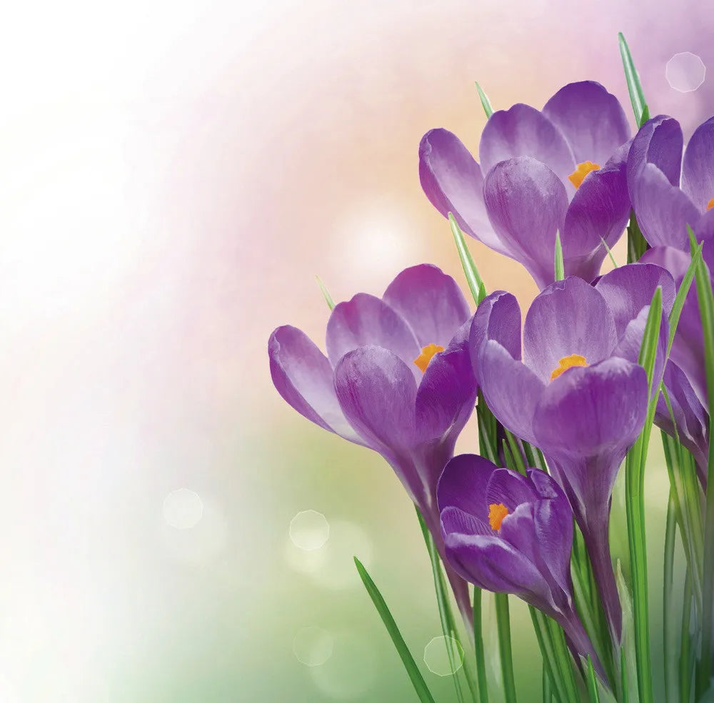 Crocus