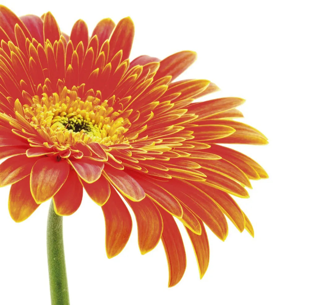 Gerbera
