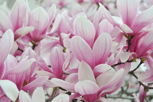 Magnolia