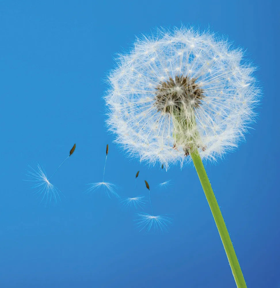 Dandelion