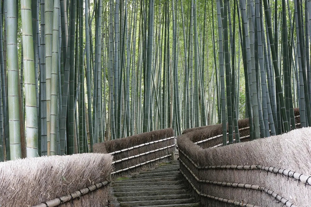 Bamboo forest