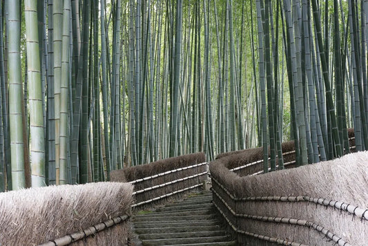Bamboo forest
