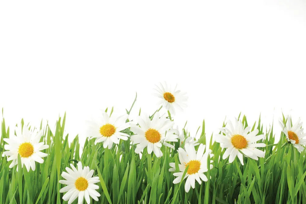 Camomiles